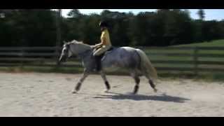 HORSE FOR SALE  -  Popeye-K Mare Cara Bella-K  -  August 2012