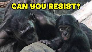 What Baby Bonobo Daisy Does When No One Is Paying Attention screenshot 3