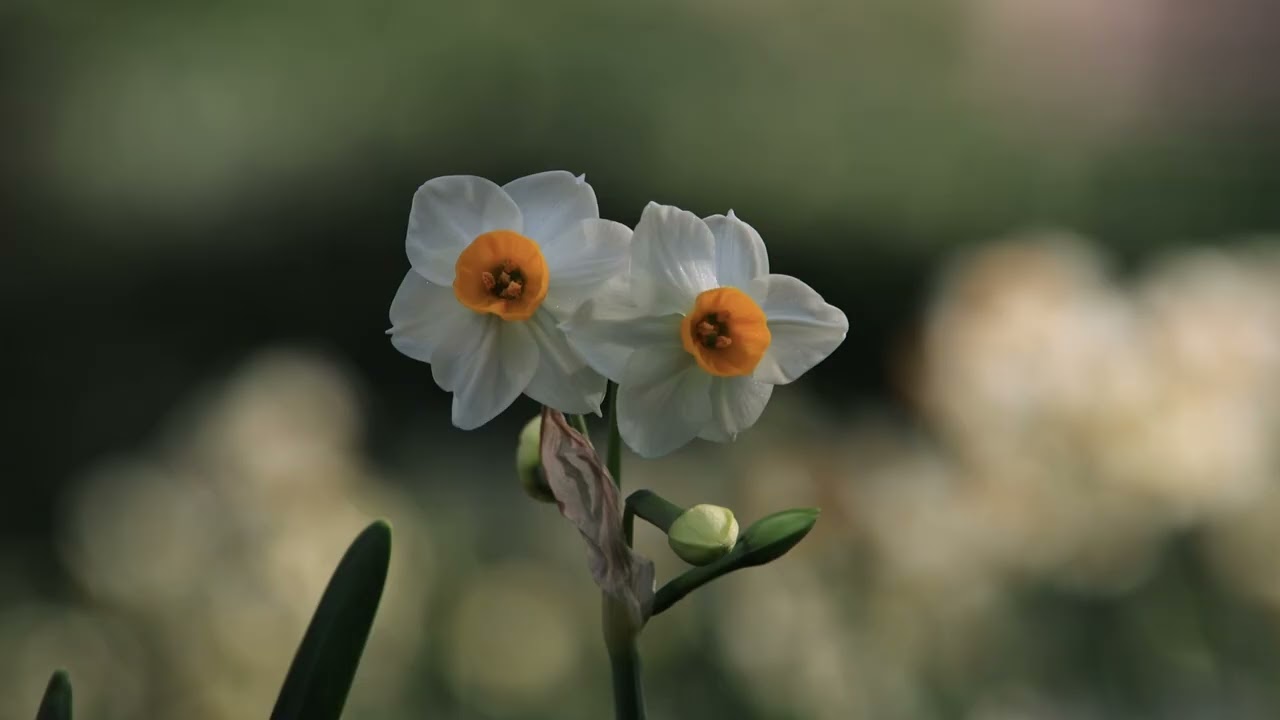 水仙郷　蜻蛉池公園（岸和田市）