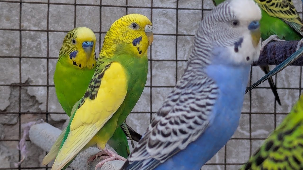Happy Budgies Music 🎶 | Budgies Favorite Music for a Joyful Mood