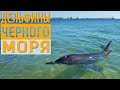 ЖЕЛЕЗНЫЙ ПОРТ И ДЕЛЬФИНЫ 🐬🐬🐬 ДЕЛЬФИНЫ ЧЕРНОГО МОРЯ 🐬🐬🐬 Интересные факты