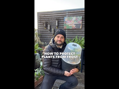 Video: Vad är Frost Heave: Skyddar växter från att häva på vintern