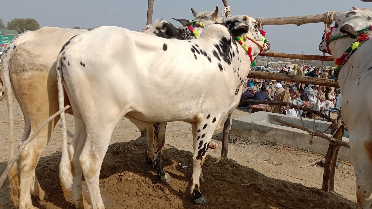 Beautiful Bull in Talagang Mandi today 06 Feb 2023 part 1