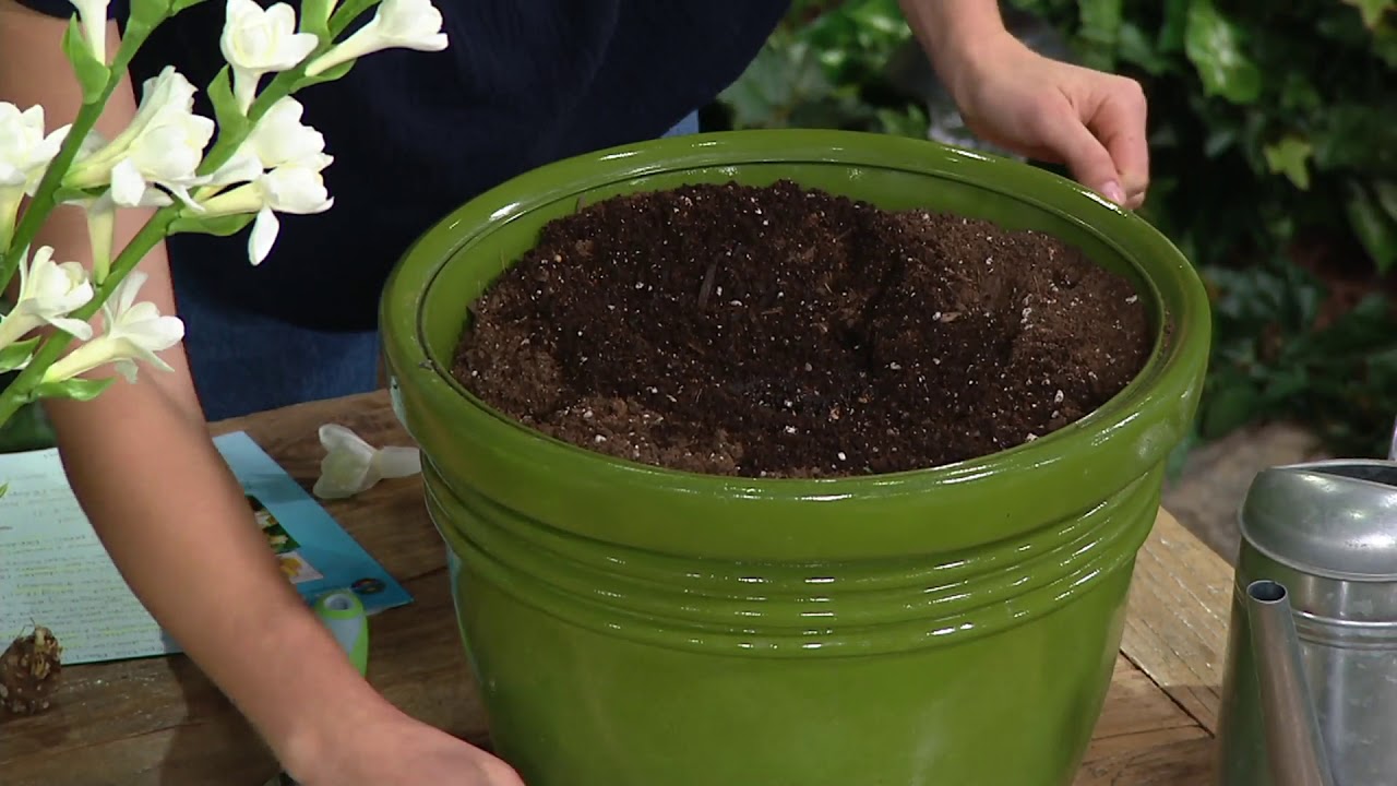 Roberta's 8piece Double Pearl Tuberose with Flower Magic on QVC YouTube