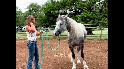 Teaching a Horse to Side Pass on the Ground