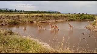 Giraffe crossing the mara river
