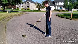 Taking my pet red ear slider turtle for a walk!