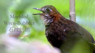 I am calling .. real close with this shy bird  ... Marbled Wren-Babbler,石纹鹪鹛,石紋鷦鶥