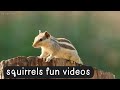 videos for cats_ squirrels videos -cats tv for cats &amp; squirrels