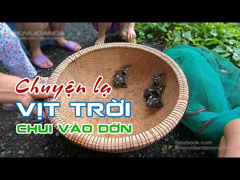 Chuyện Lạ Có Thật: Cả Đàn Vịt Trời dính bẫy dớn l Wild Birds in the Fish Trap