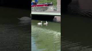 Swans with chicks in the city river