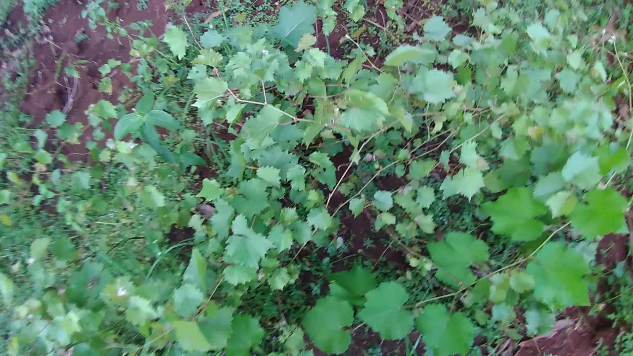 Rootstock red master