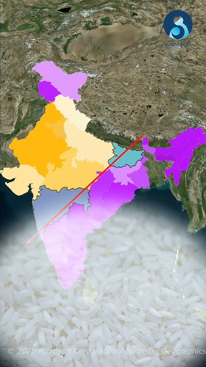 what-indians-eat-more-rice-vs-wheat-consumption-pattern-in-india
