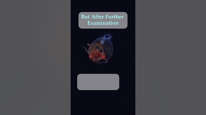 1st Live Colossal Squid Footage!