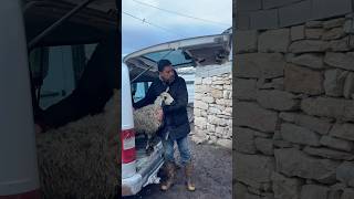 Kaçak koyunlar yakalandı #viral