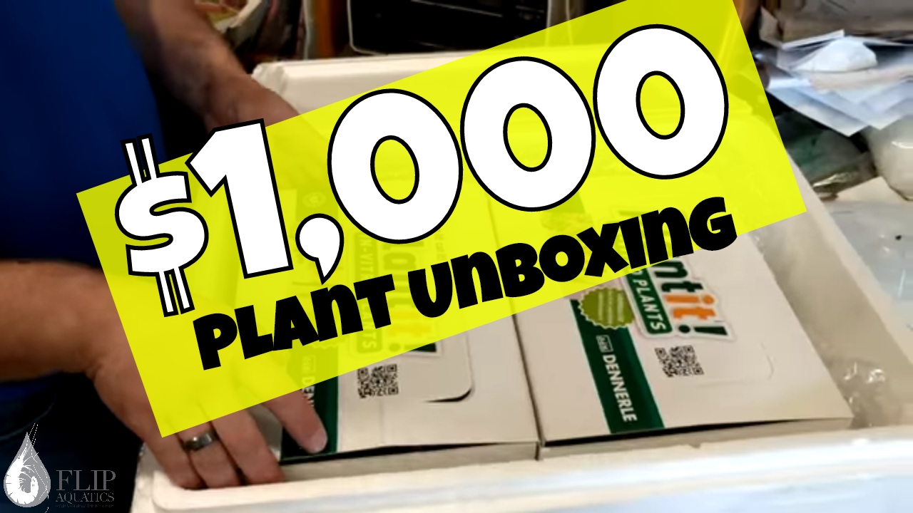 dwarf shrimp compatibility chart Unboxing Rare Tissue Culture Plants and Building a Frag Rack