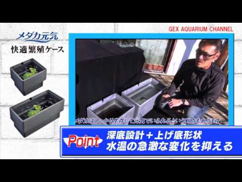 動画
