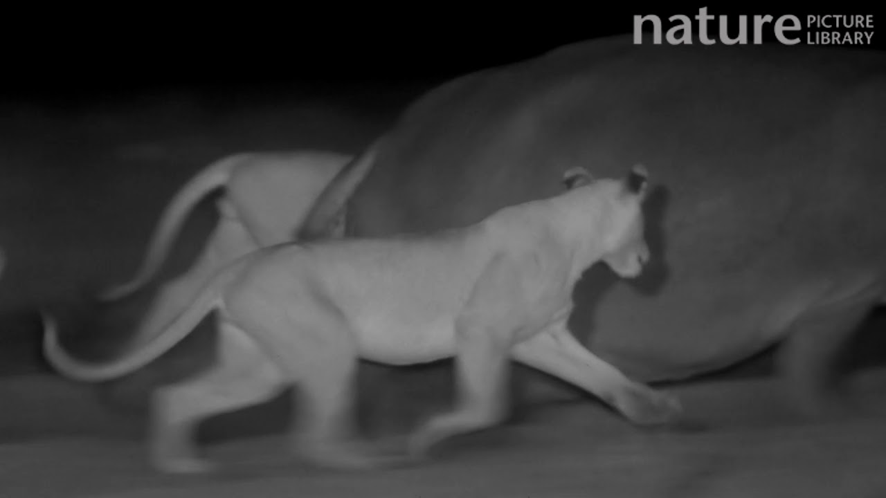footage of chernobyl Group of sub-adult African chasing and jumping on a mother hippopotamus and her calf, footage taken