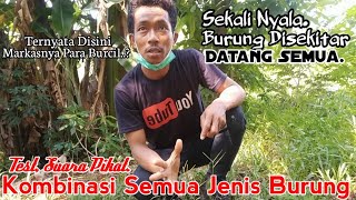 Ujicoba Suara Pikat, Ternyata Sekali Putar Langsung Datang Semua Burcil nya