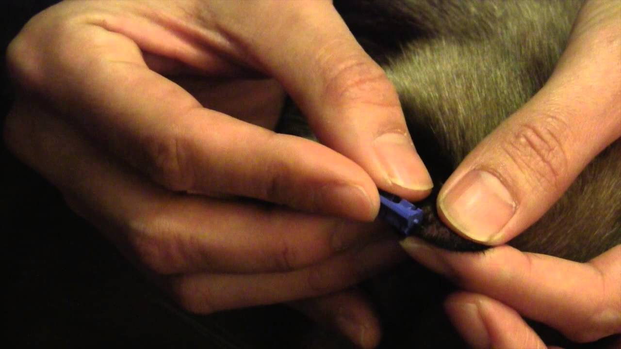 Diabetic Cat Tia 