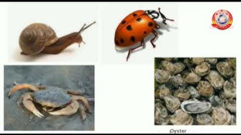 Standard 6 Basic Science Chapter 10 Part 1 For Shape And Strength