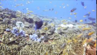 Diving Office reef, Tofo beach Inhambane, Mozambique, 03May2014