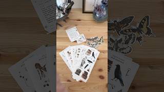 Sarica Studio Stickers haul Halloween, Fall &amp; Christmas Themes. Journal stickers.