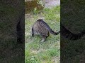 Kitty🐈#lol #viralvideo #funny #cat #shortvideo #trending #amazing #cute #video #animals #trend #love