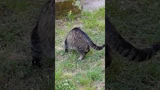Kitty🐈#lol #viralvideo #funny #cat #shortvideo #trending #amazing #cute #video #animals #trend #love