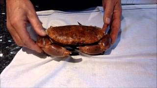 Live male crab