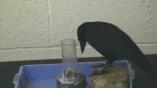 intelligent crow.flv