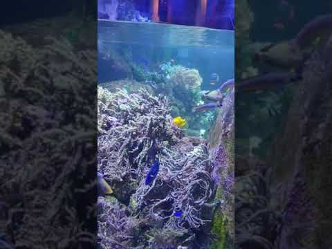 Colorful Fish at Dubai Mall Aquarium