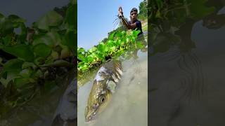 Amazing Big Fishing In River #tetafishing #bigfish #shorts