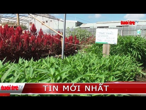 Video ⚡ Tin mới nhất | Chợ rau độc đáo của một thầy giáo ở... - youtube