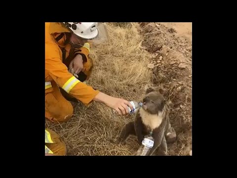 Videó: Miért Van Sok Erszényes állat Ausztráliában