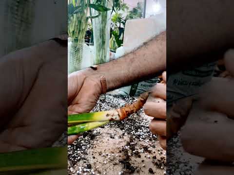 درمان خرابی ریشه سانسوریا سانسوریا بیماری سانسوریا نگهداری گیاه درمان سانسوریا گیاه 