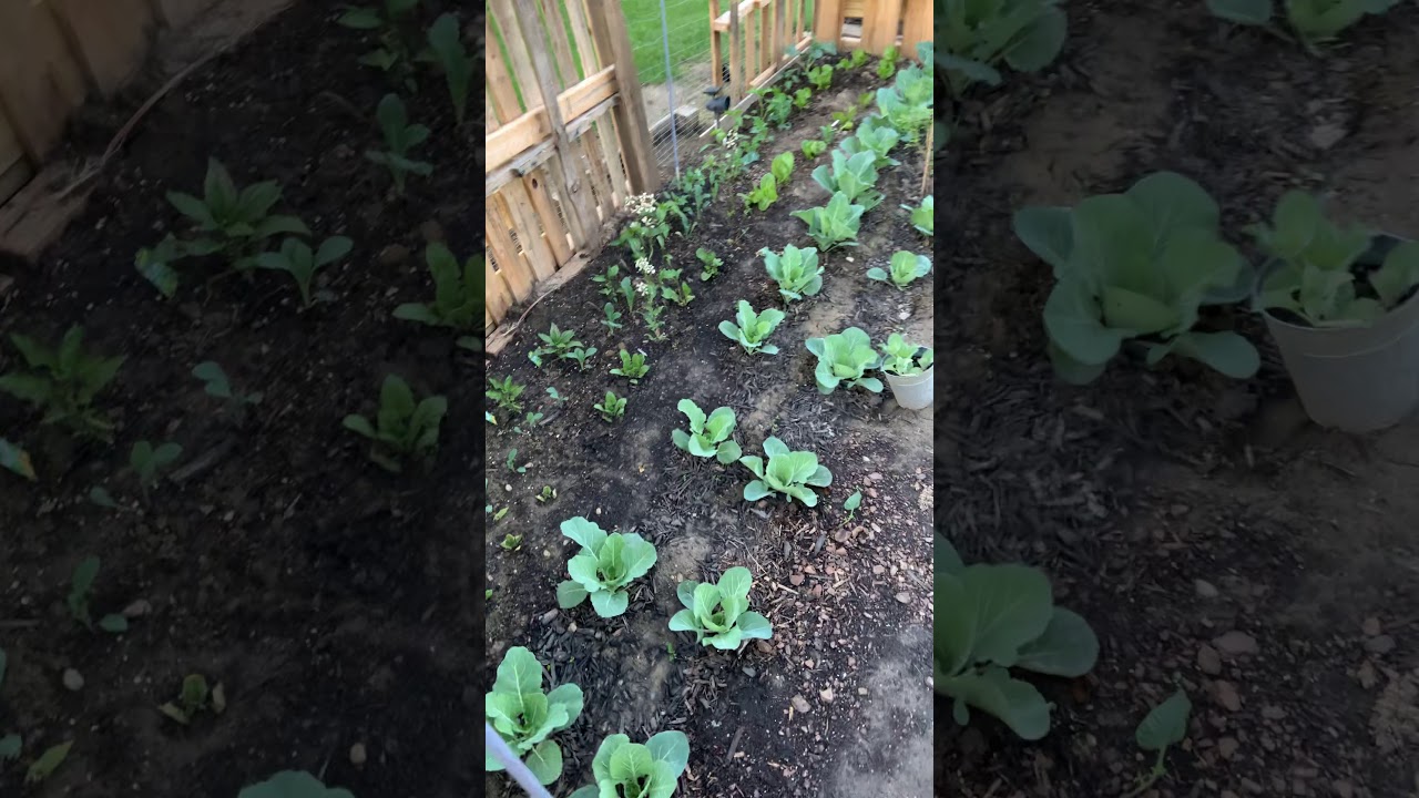 Harvesting Kale ������ Lettuce - YouTube