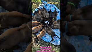 Training k9 puppy #dogs #dog #dogshorts #doglife #pets #puppy #germanshepherd #k9 #dogtraining #pet