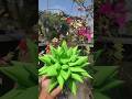 DIY lotus flower paper craft 💕♥️✨#youtubeshorts #papercraft #lotusflower #shortsviral