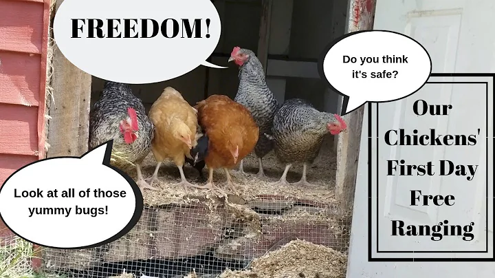 First Day Letting Our Chickens Out To Free Range