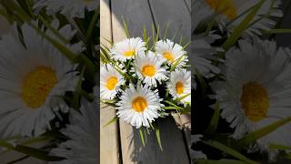 Easy Flower Making With Crepe Paper diy crepepaperflowers shorts  flowers  paperflowers craft