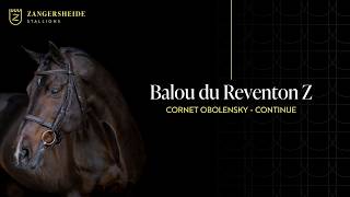 Balou Du Reventon Z-- Zangersheide Hengstenpresentatie  2026 ( NED )
