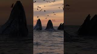 Triple Lunge Feeding Humpback Whales At Sunset!