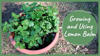 Growing, Propagating and Using LEMON BALM