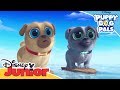 Surf's Up Pups! | Puppy Dog Pals | Official Disney Channel Africa