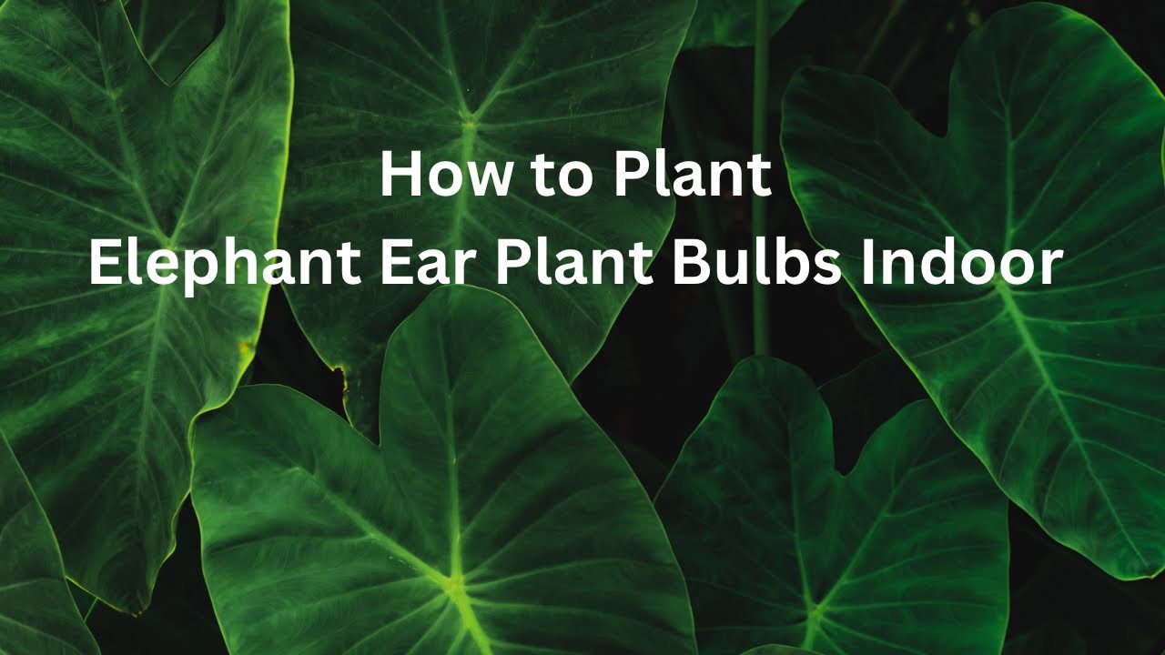 How to Plant Elephant Ear Bulbs Indoor plants planting YouTube