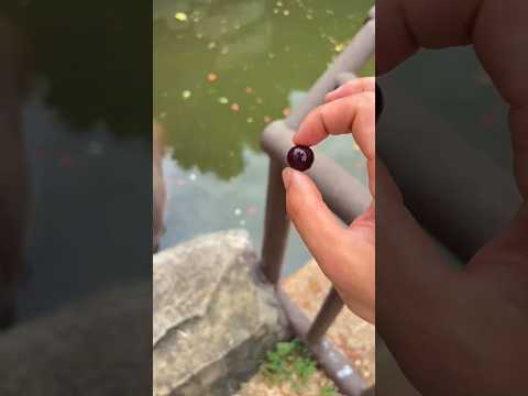 hippo want watermelon #sanjayzoe