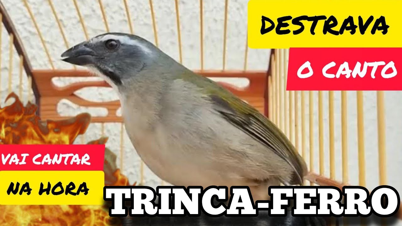 FÊMEA DE TRINCA FERRO MACHEANDO E MACHO CANTANDO PARA ESQUENTAR O SEU ...
