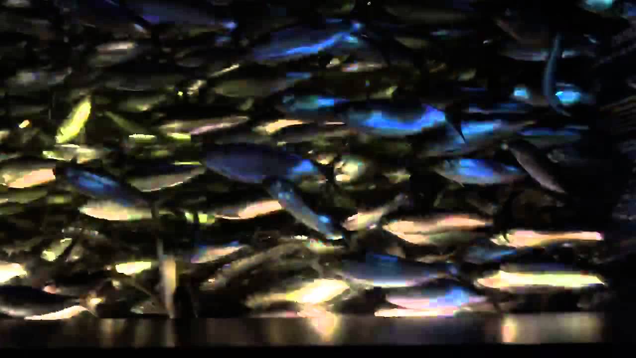 Is this tank overstocked??