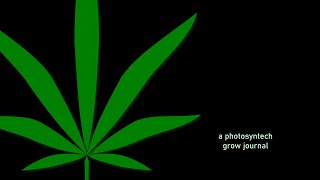 Photosyntech Organic Cannabis Grow Series - Veg Week 2 - Six Strain Grow